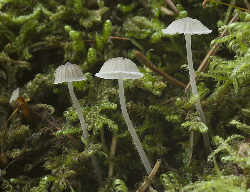 Mycena cinerella